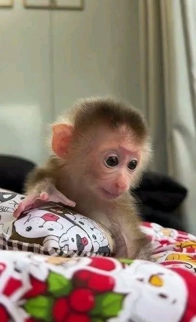 Healthy pigtail monkey sitting calmly in a clean indoor environment