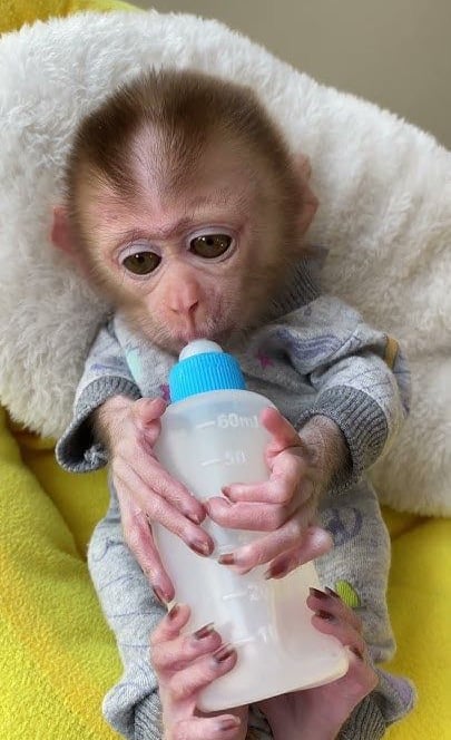 Pigtail monkey