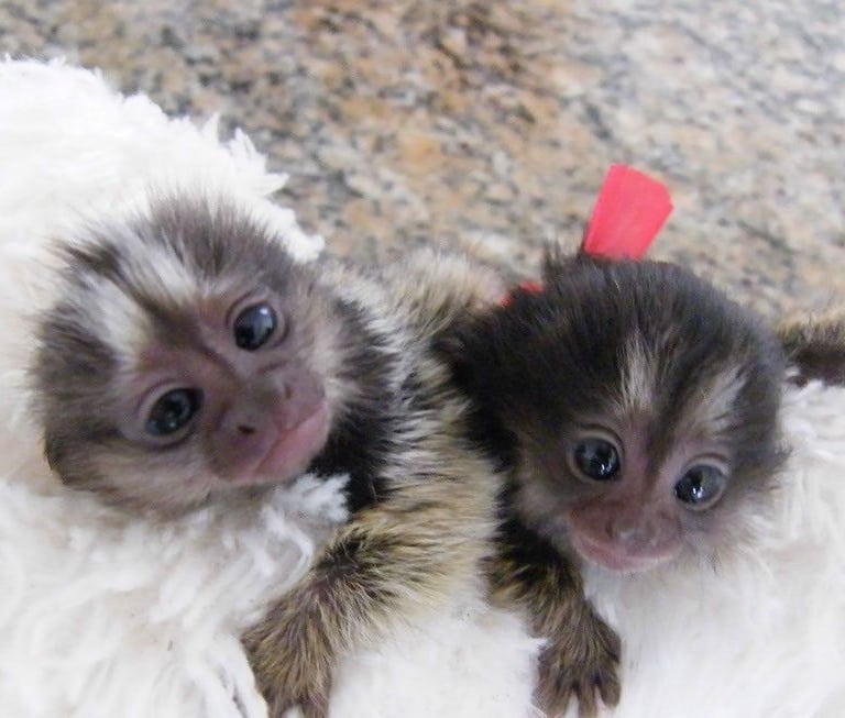 Marmoset monkey pairs photographed in a professionally maintained habitat