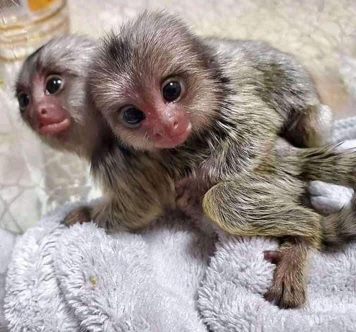 Marmoset monkey pairs resting together in a comfortable environment