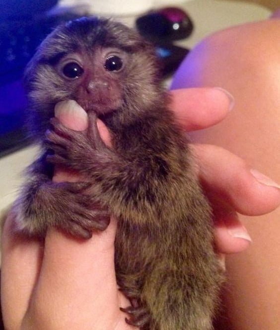 Marmoset monkey captured in a relaxed and comfortable state