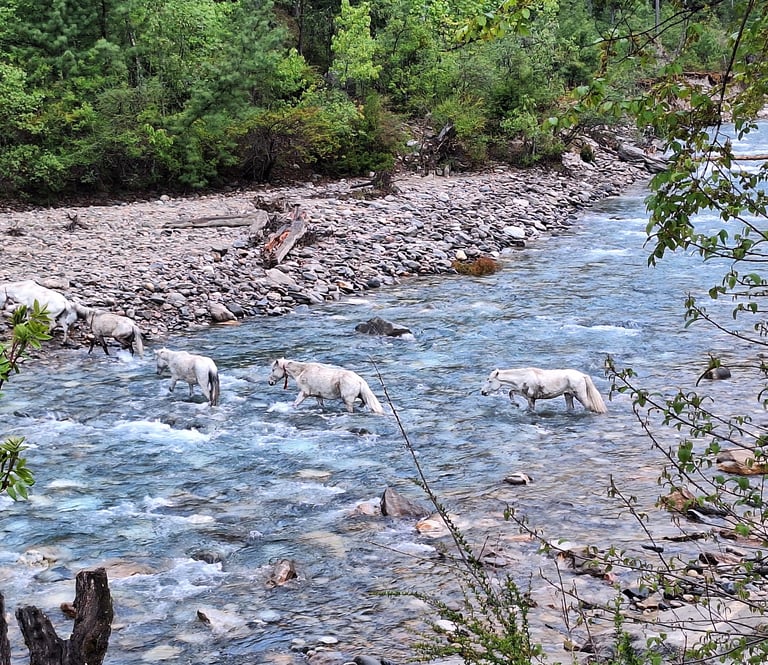 chevaux traversant la rivière  -Phoksundo