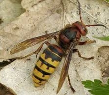 Frelon européen