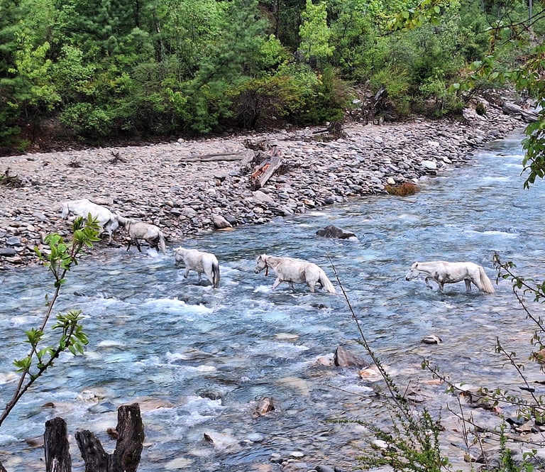 horses crossing the river in Dolpo