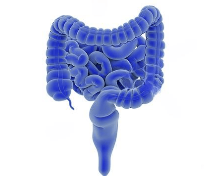 the gut