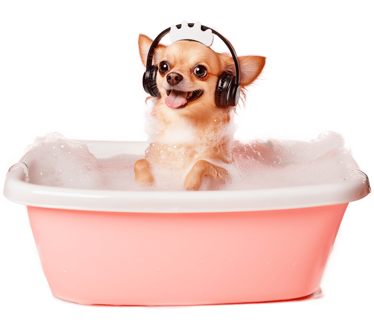 Contact the best Pet Grooming Service in Miami