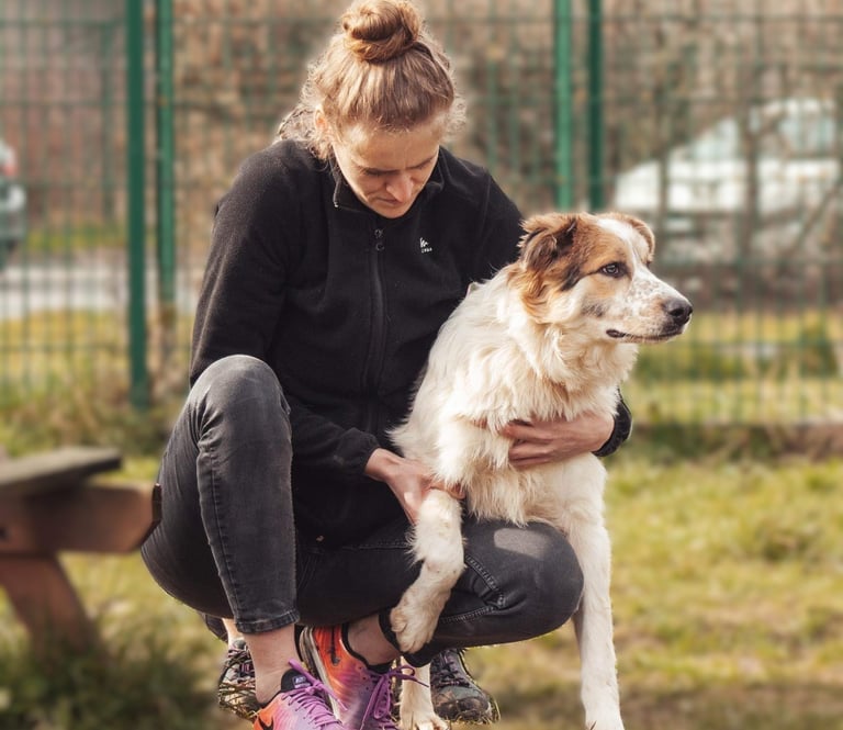 Ostéopathe pour chien Belgique