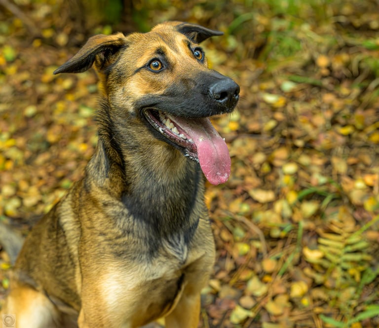 malinois heureux
