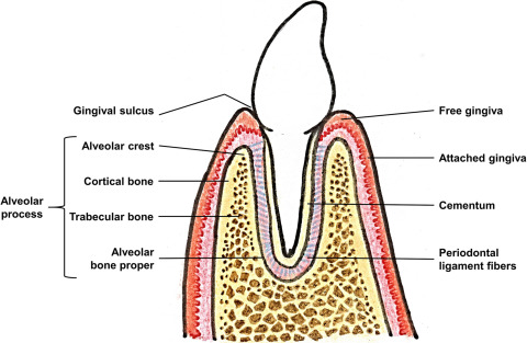 a image showing structure of alveolar bone