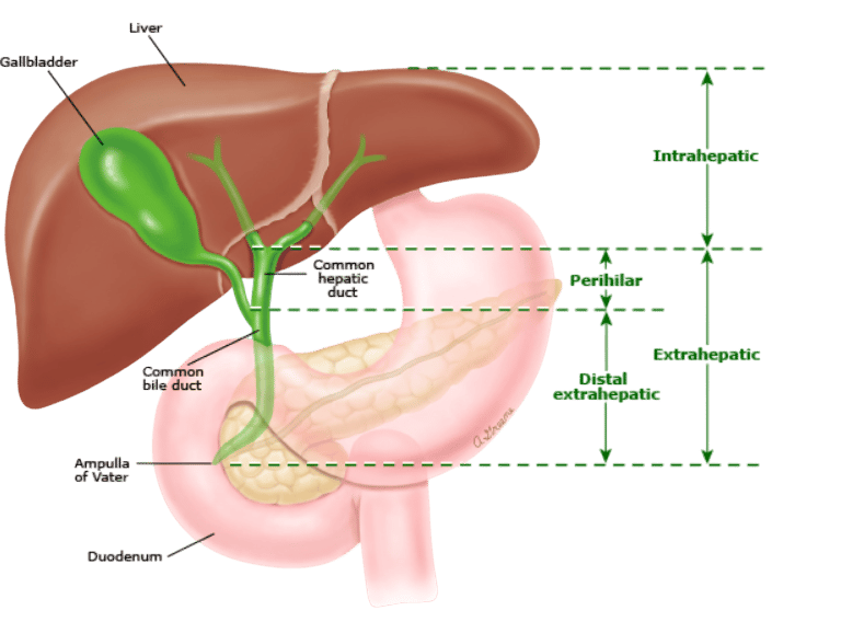 Esquema da via biliar e fígado para diferenciar os tipos de tumores