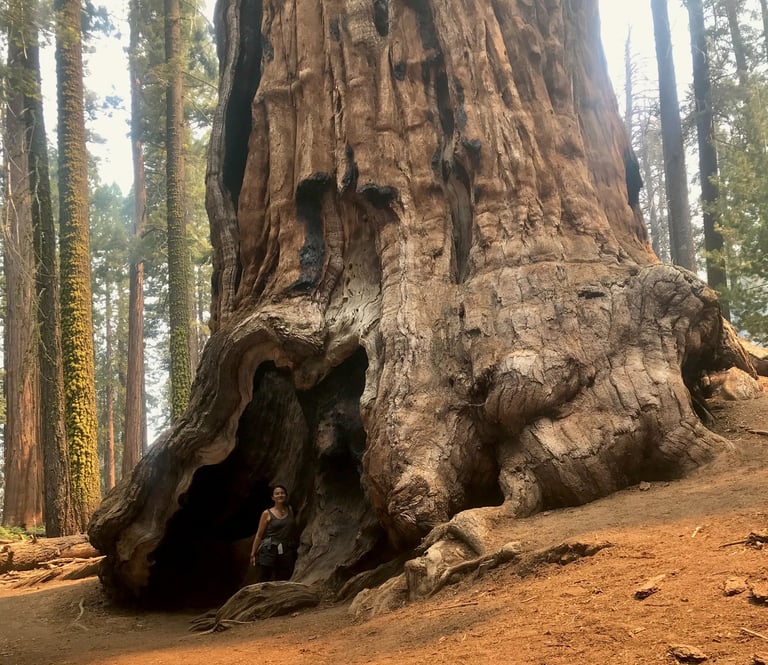 erzsi palko art - sequoia tree