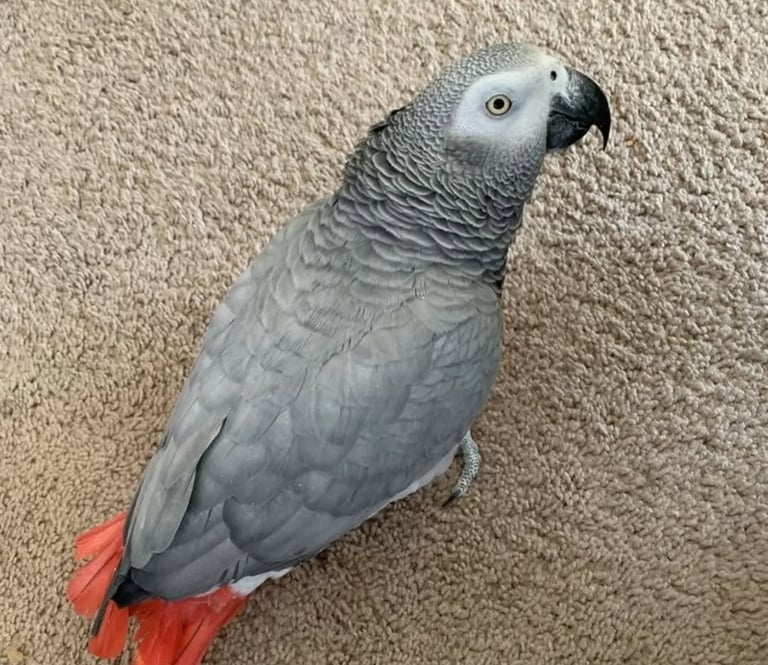 African Grey Parrot for Rehoming