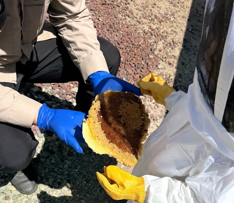 Pest Control in Menifee, Murrieta and Temecula Family-Owned Footprint Pest Management