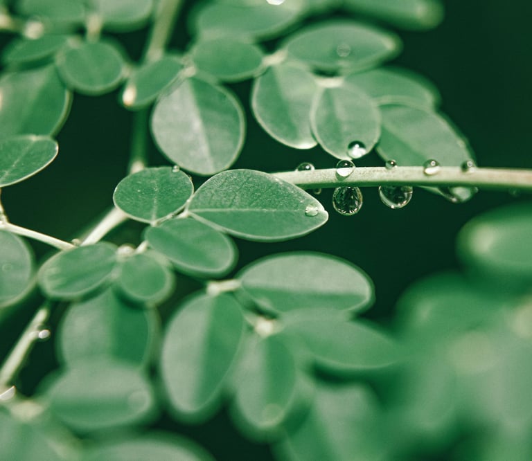 Dried moringa leaves for tea, powder, and health products – Adely Eco Nusantara