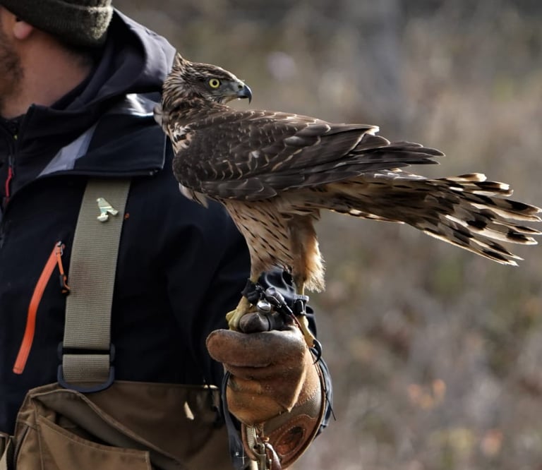 fauconnier professionnel avec son jeune autour au poing