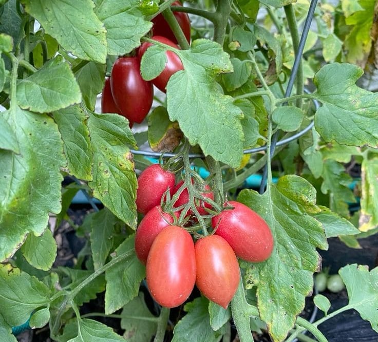 Racimo de jitomates frescos cultivados en invernadero, listos para su cosecha