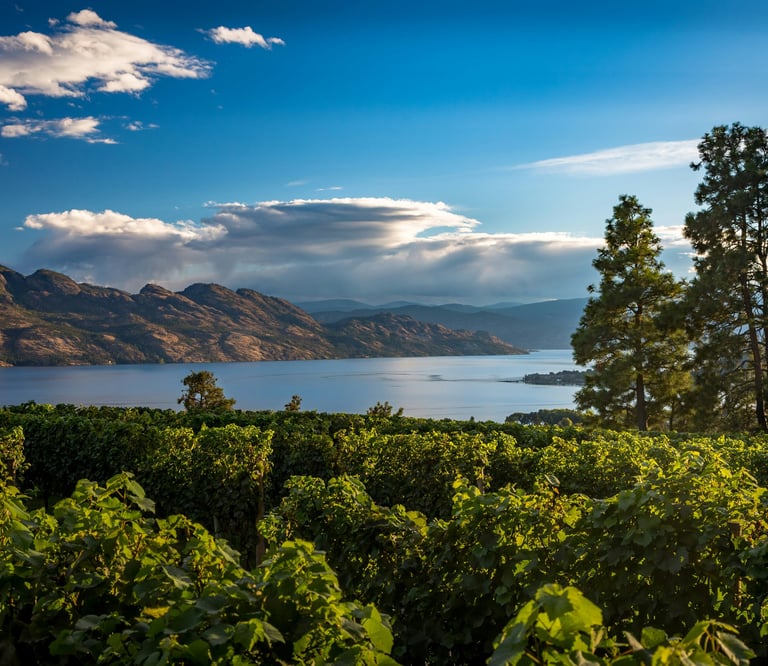 Lush vineyard in West Kelowna overlooking Okanagan Lake