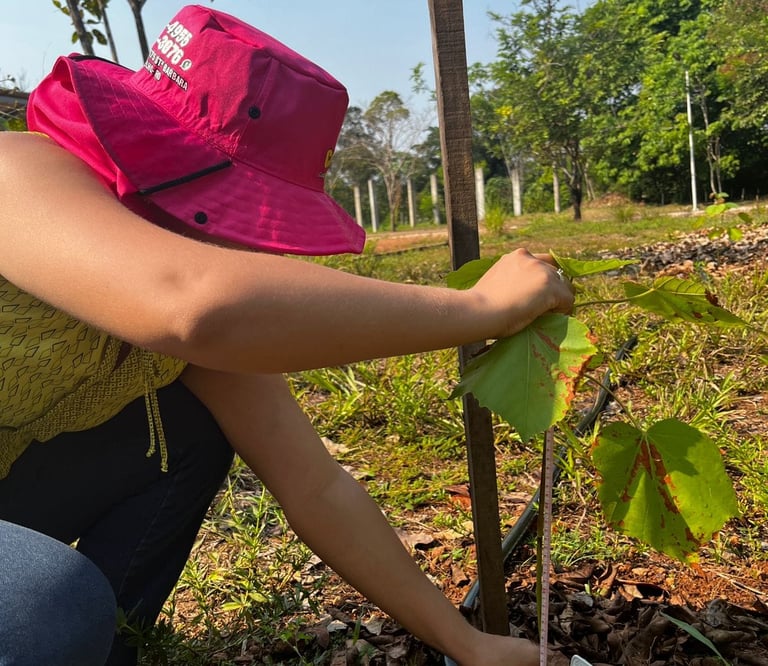 muda de pau de balsa sendo plantada