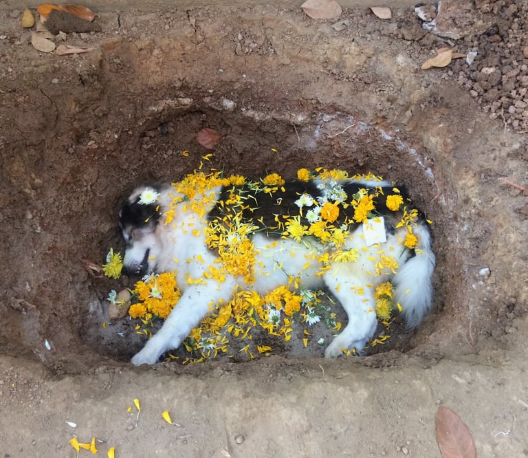 Sumo laid peacefully to rest
