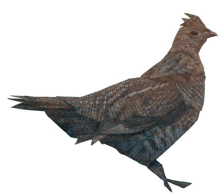 An illustration of a grouse