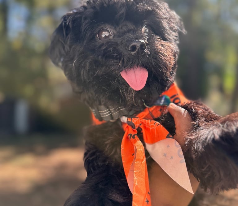 Dog guest outside happily playing at Raising Paws pet boarding and daycare in Forest Park GA.