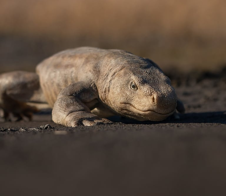 Orobates pabsti – scientific reconstruction by sebastian brandt
