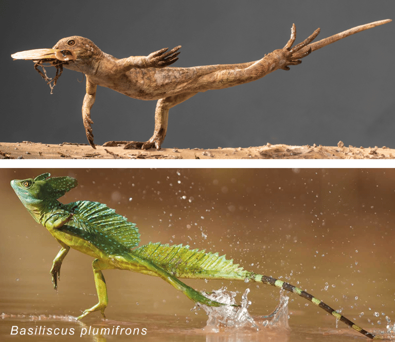 A Comparison of Terrestrial Locomotion: Basiliscus plumifrons & Eudibamus cursoris