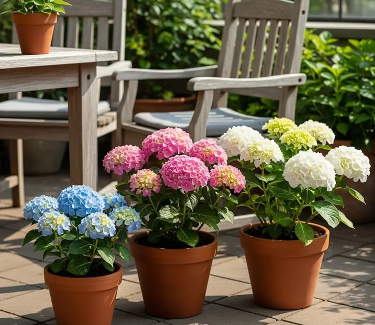 Hortensias en colores diferente en tres macetas en terraza con mubles de madera