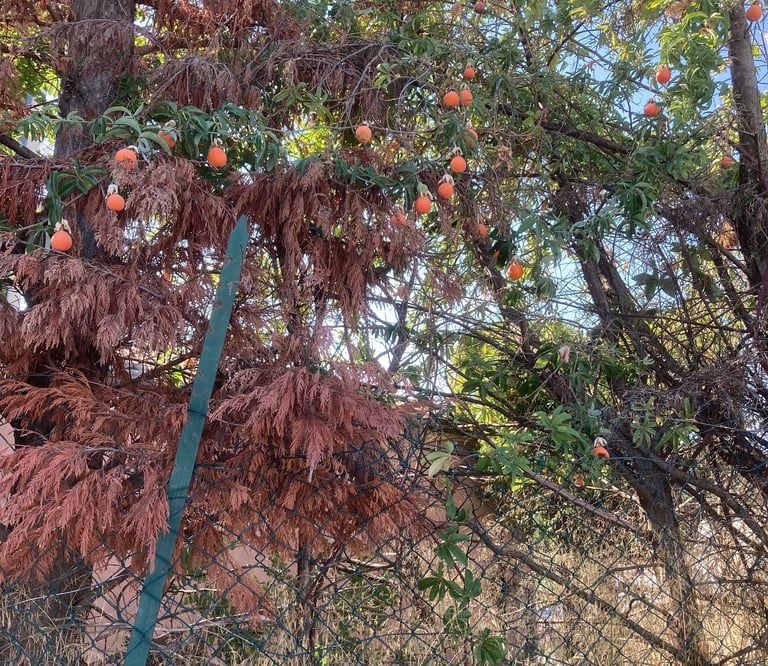 Ripe loquats...overhanging fruit!