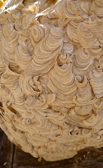 Wasps make their nests from chewed up wood. Amazing!