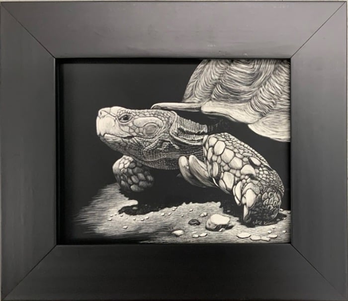 Detailed black and white scratchboard drawing of a tortoise in a black frame.