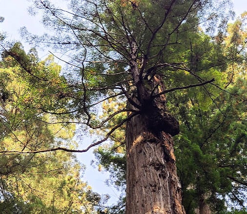 CA Coast - A giant redwood with a black spider looking growth at Jedediah Smith Redwood Park