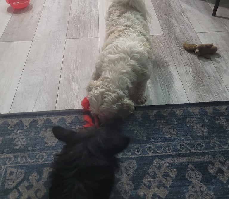 Two Dogs playing during daycare
