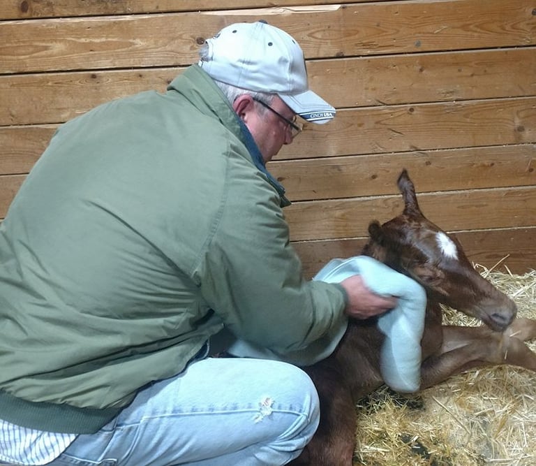 Buck Lake of Saddle Horn Custom Homes drying off a newly born colt in MT