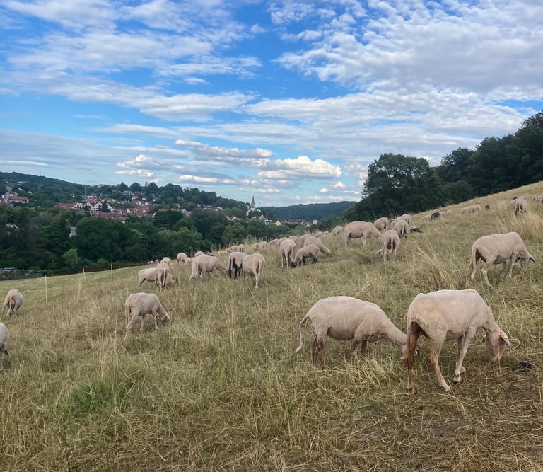 Merinoschafe aus Tübingen, welche sich auf dem Österberg befinden. Im Hintergrund sieht man Tübingen