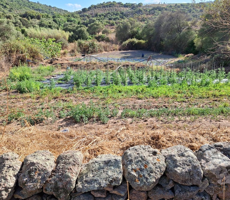 Veduta dell'orto di Agrisole