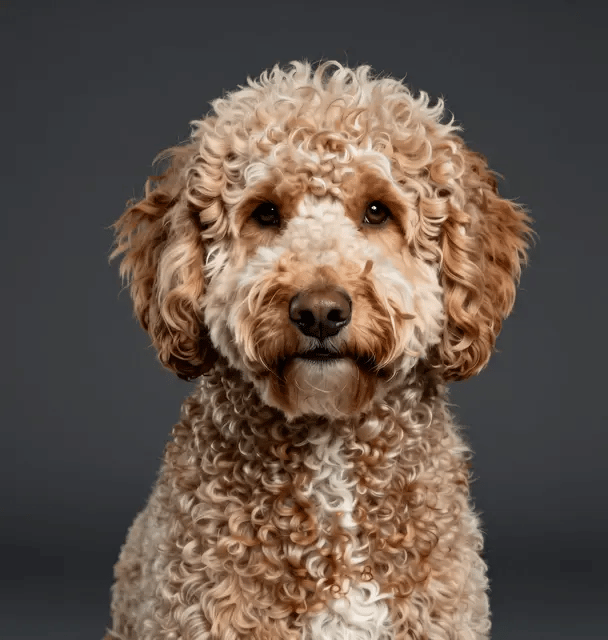 Image of a labridoodle render.