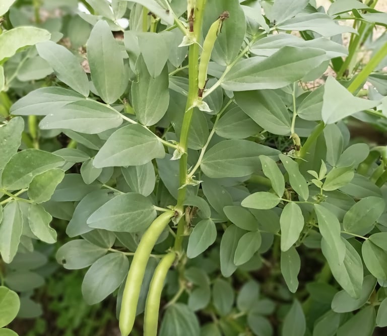 Broad beans ready to pick