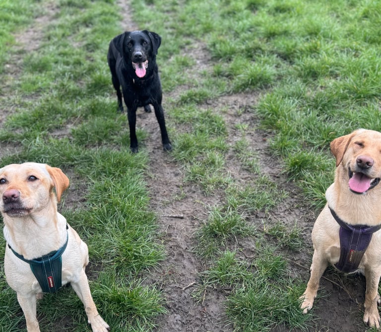 3 labradors at Birstwith Barkyard doggy daycare in harrogate