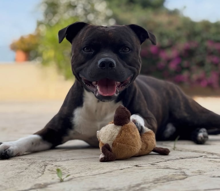 Staffordshire Bull Terrier tigrato e bianco cucciolo Grecalestaffs