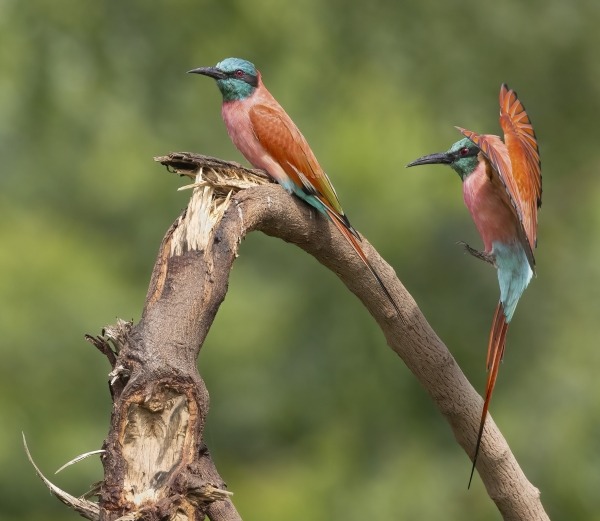 Karmijnrode bijeneters op een tak in Gambia, gefotografeerd tijdens een vogelfotografie rondreis