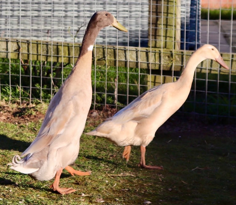Pure Breed Indian Runner Ducks