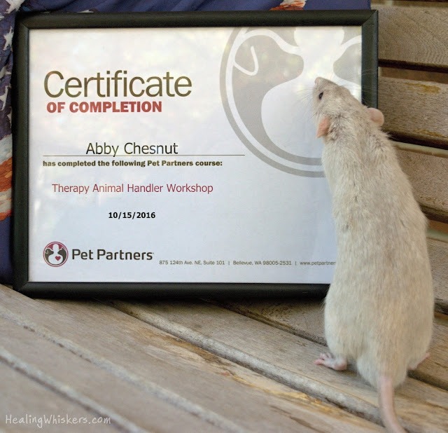 Pet Partners Therapy Rat with Handler Certificate of Completion.