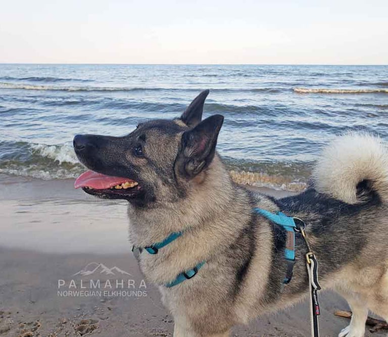 Norwegian Elkhound on the beach
