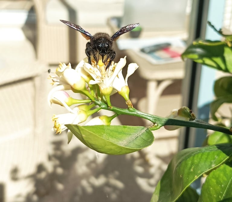 Carpenter Bee on the Lemon Tree