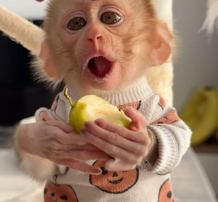 Pigtail monkey photographed in a controlled and stress-free setting