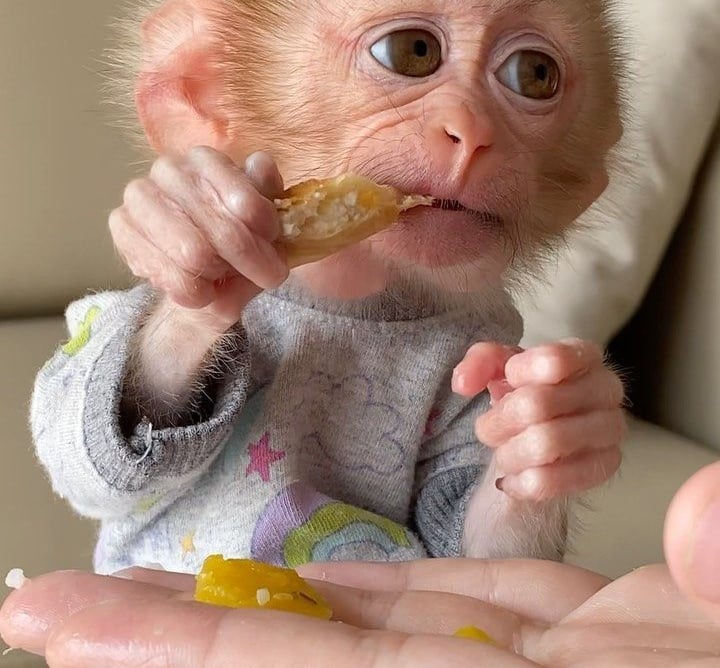 Close-up image of a pigtail monkey with clear eyes and healthy coat