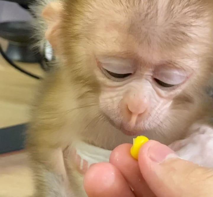 A peaceful pigtail monkey resting on a cozy hammock inside the sanctuary’s shaded shelter.