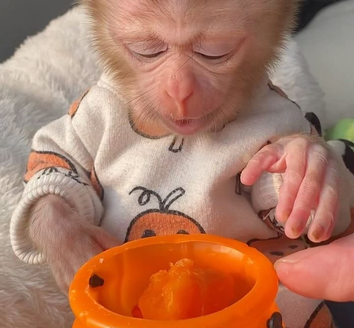 Well-socialized pigtail monkey interacting calmly with its surroundings