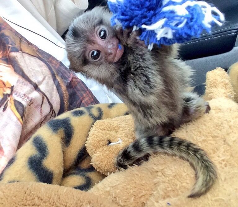 Close-up image of a marmoset monkey showing natural features